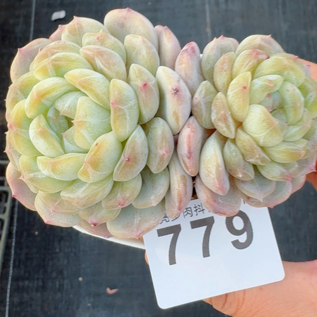 白色恋人双头老桩         精品多肉