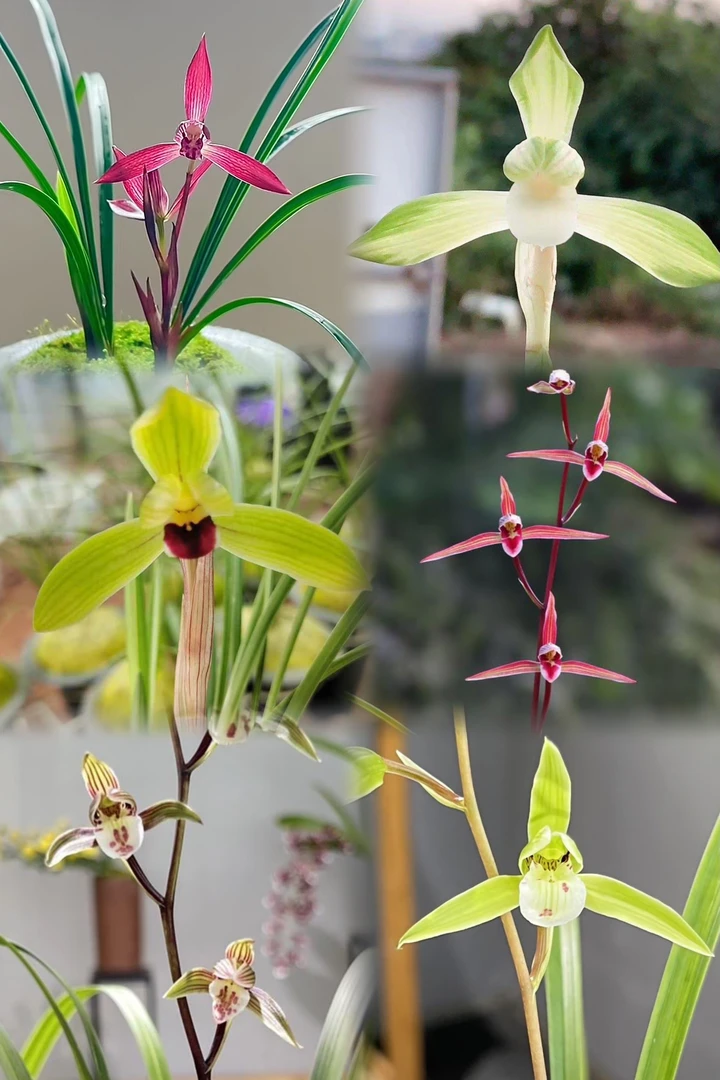 【春剑细叶 连瓣花】高山资源草兰苗 带花苞 原生老种苗