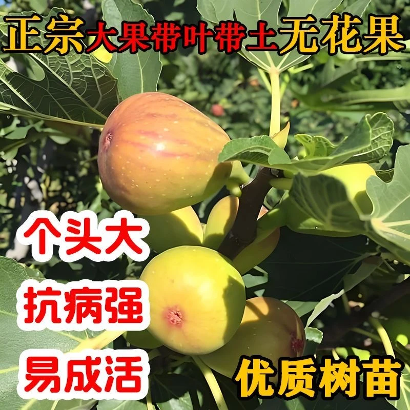 （芭劳奈）四季无花果树苗阳台庭院盆栽带盆带土发