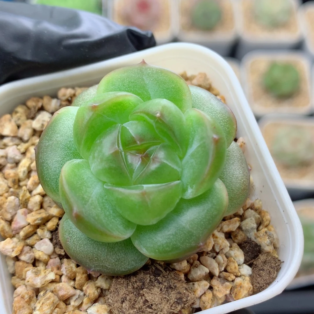 58包邮  群生不包整遥遥75