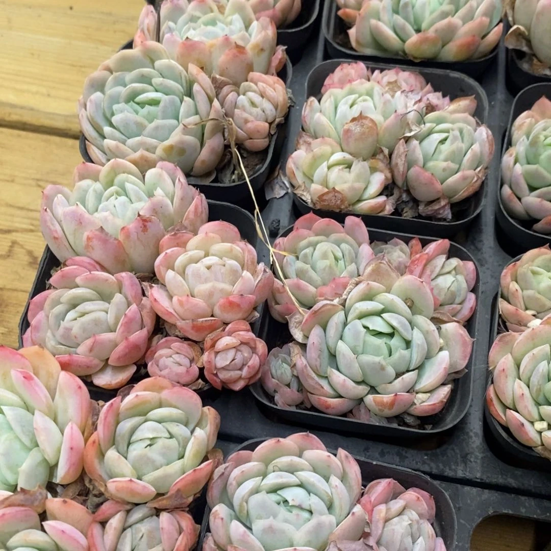 93。贝瑞。群生不包整。