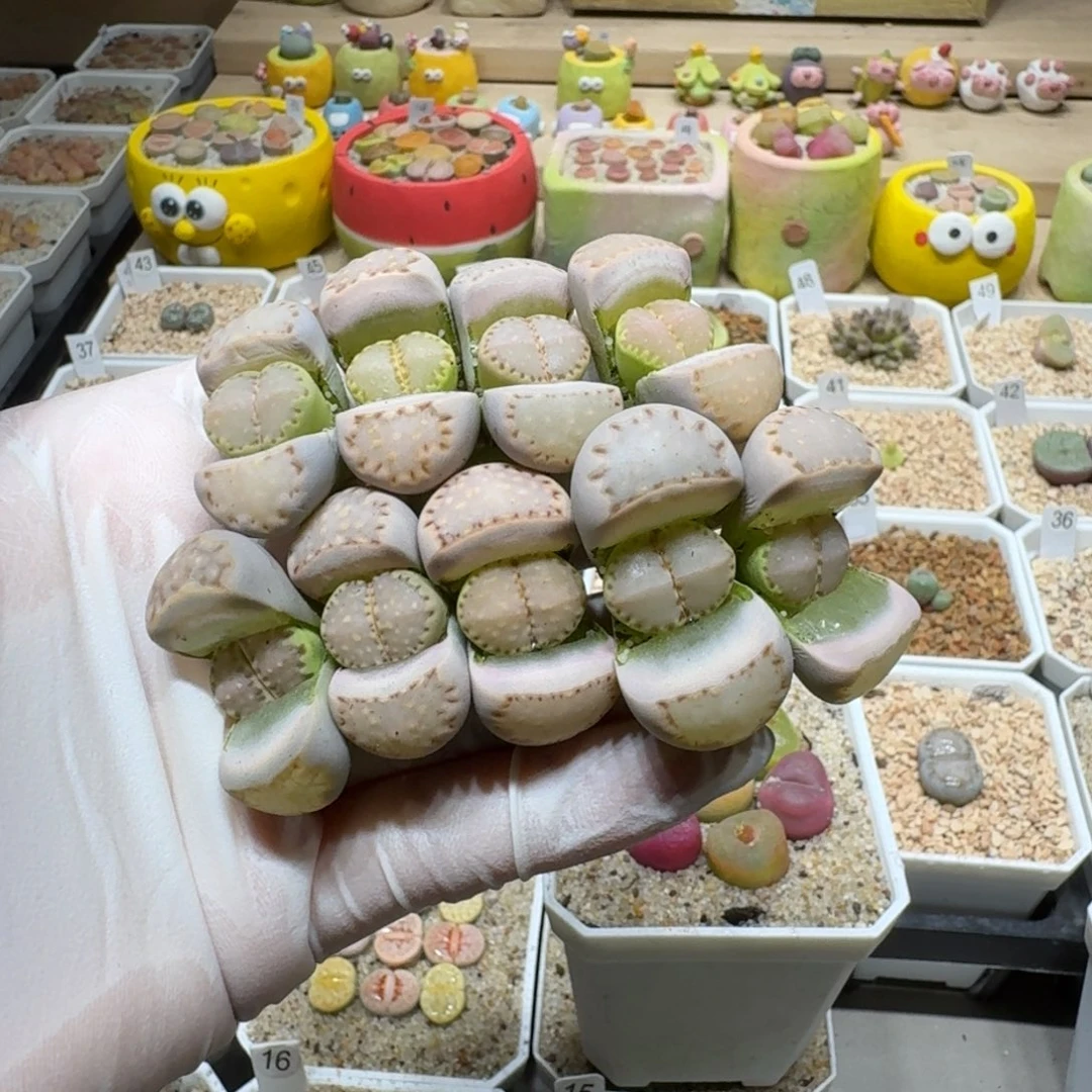 沅*团0202-11生石花花花花