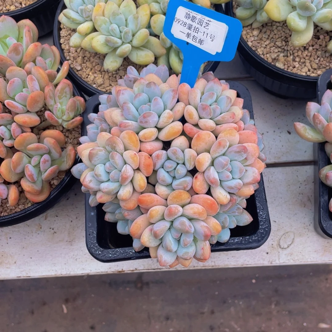 0928-11-手捧花香水一颗