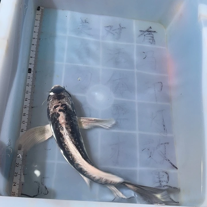 蝴蝶鲤鱼渔场直发135