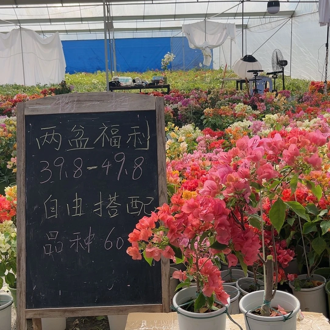 无花朵三角梅0444