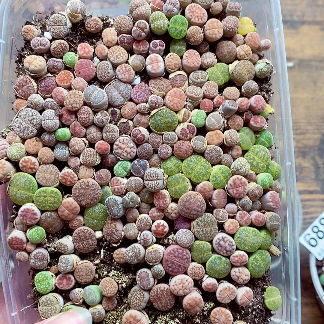 6943啊啊啊啊啊啊