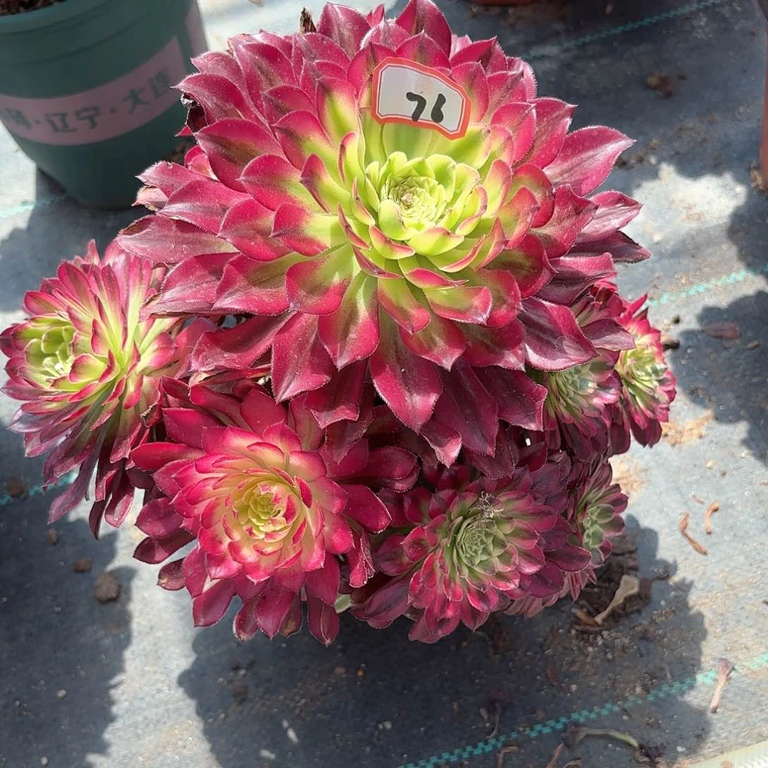 76青鸟多肉植物绿植