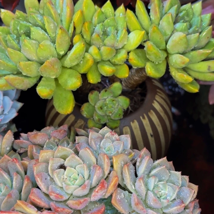 芳***菲老桩精品肉肉象牙