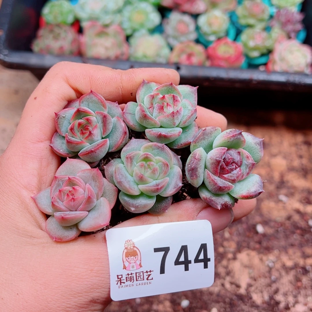 多肉植物多肉植物