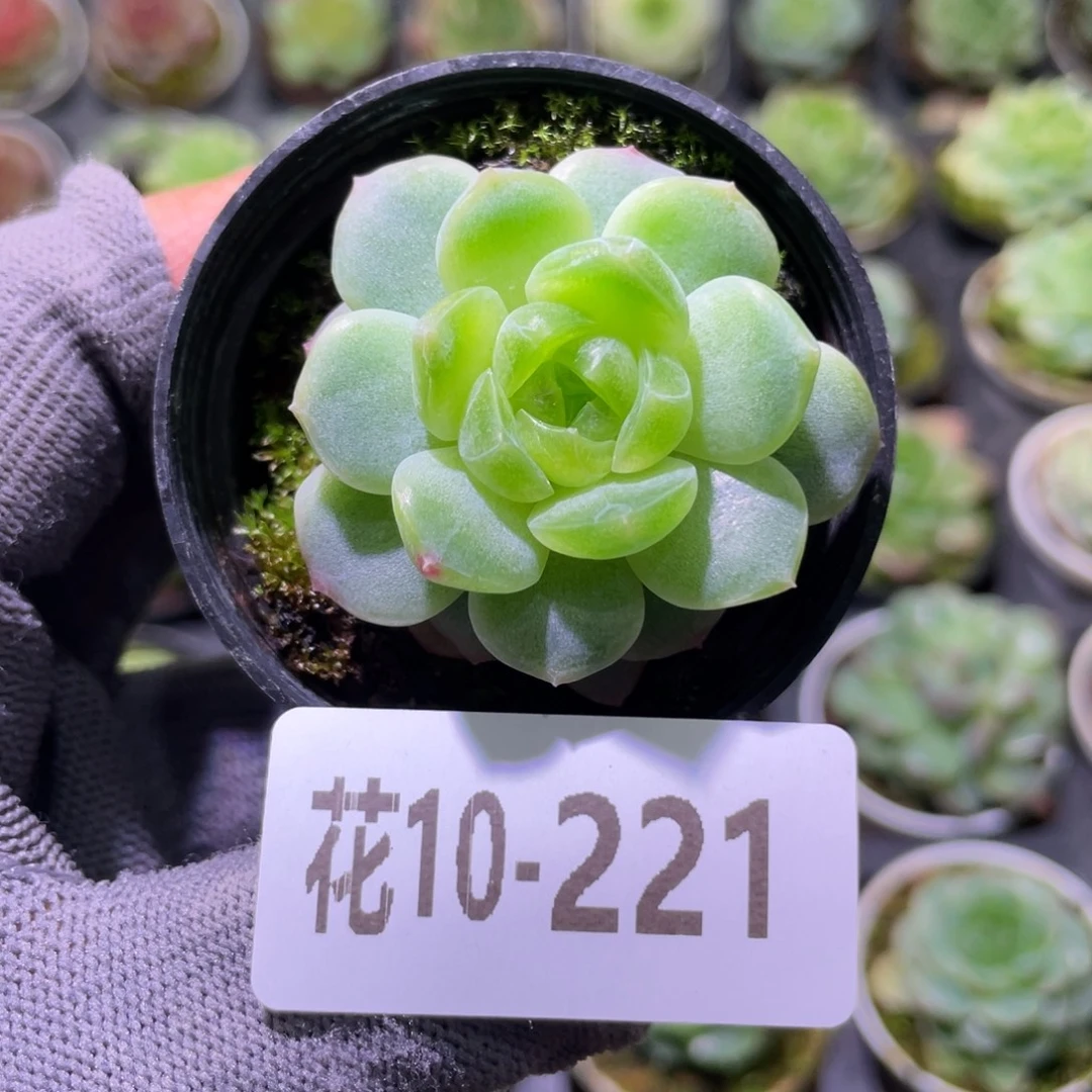 花利美10-221珍妮