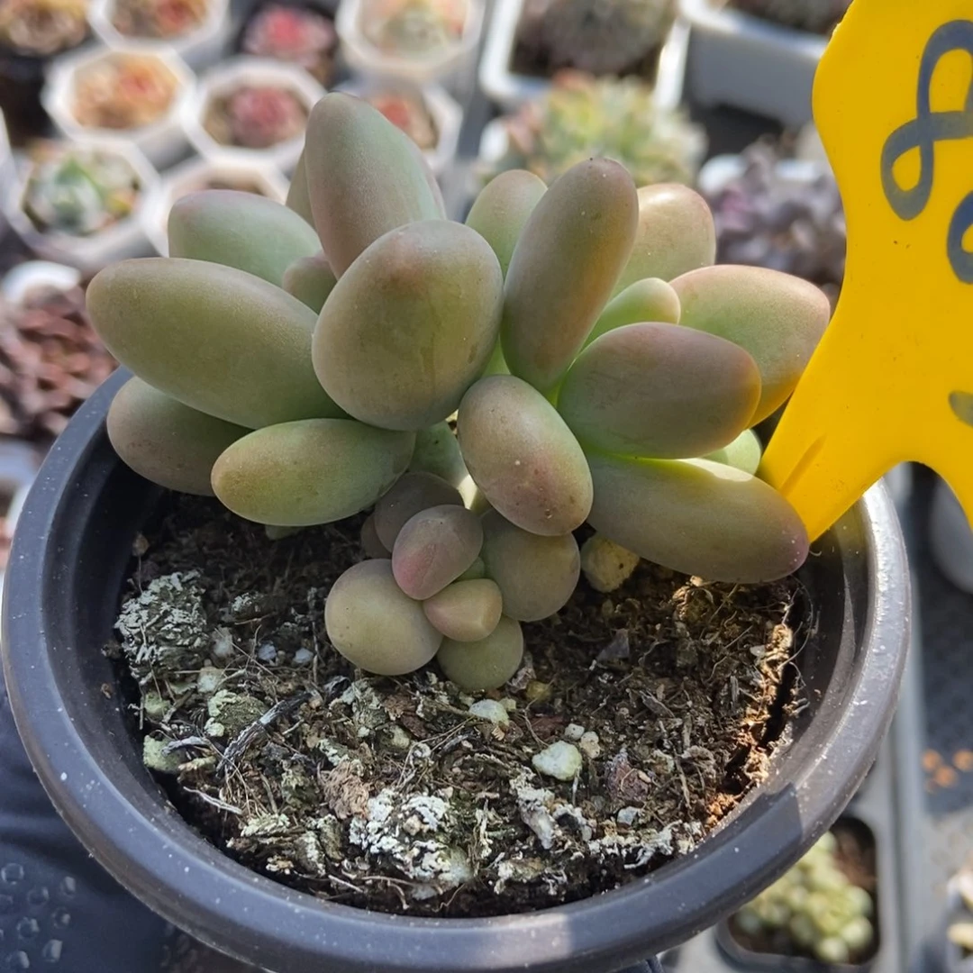 803芒果美人多肉植物保护