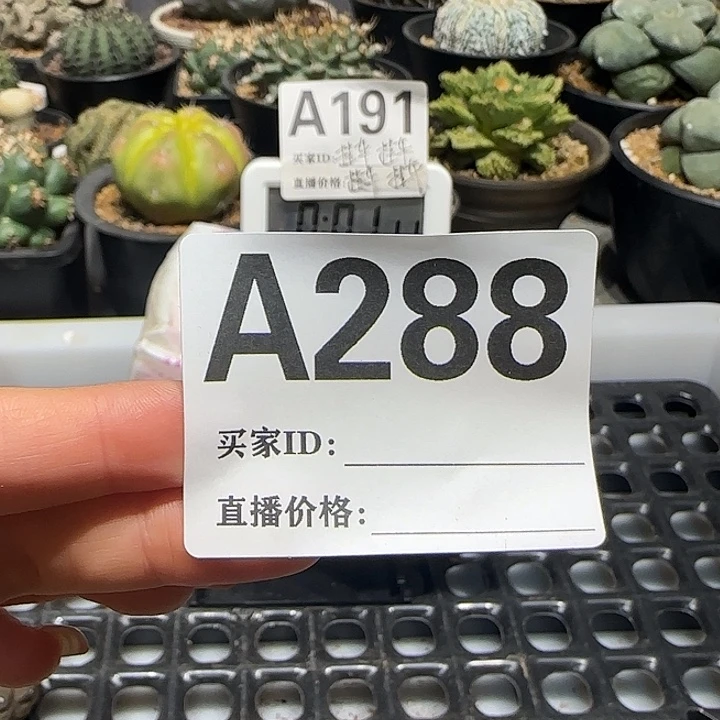 佩***仙实生仙人球特价一颗