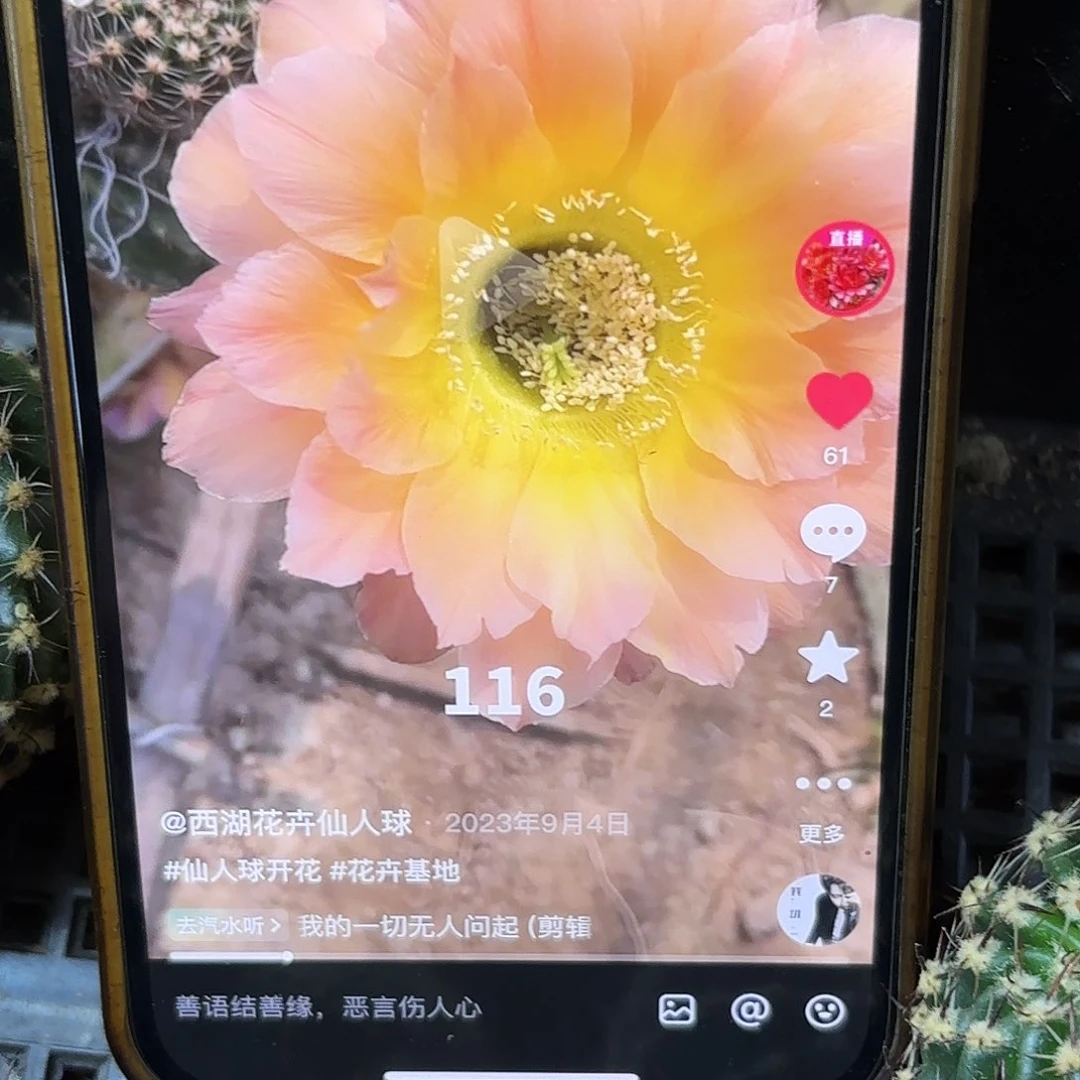 116彩侧牙20包邮9