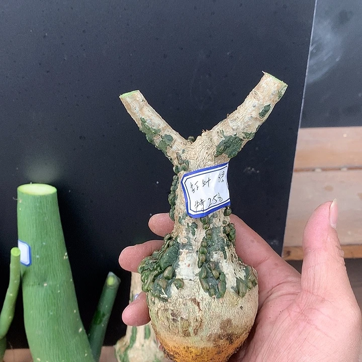 8号红叶西番莲放漏