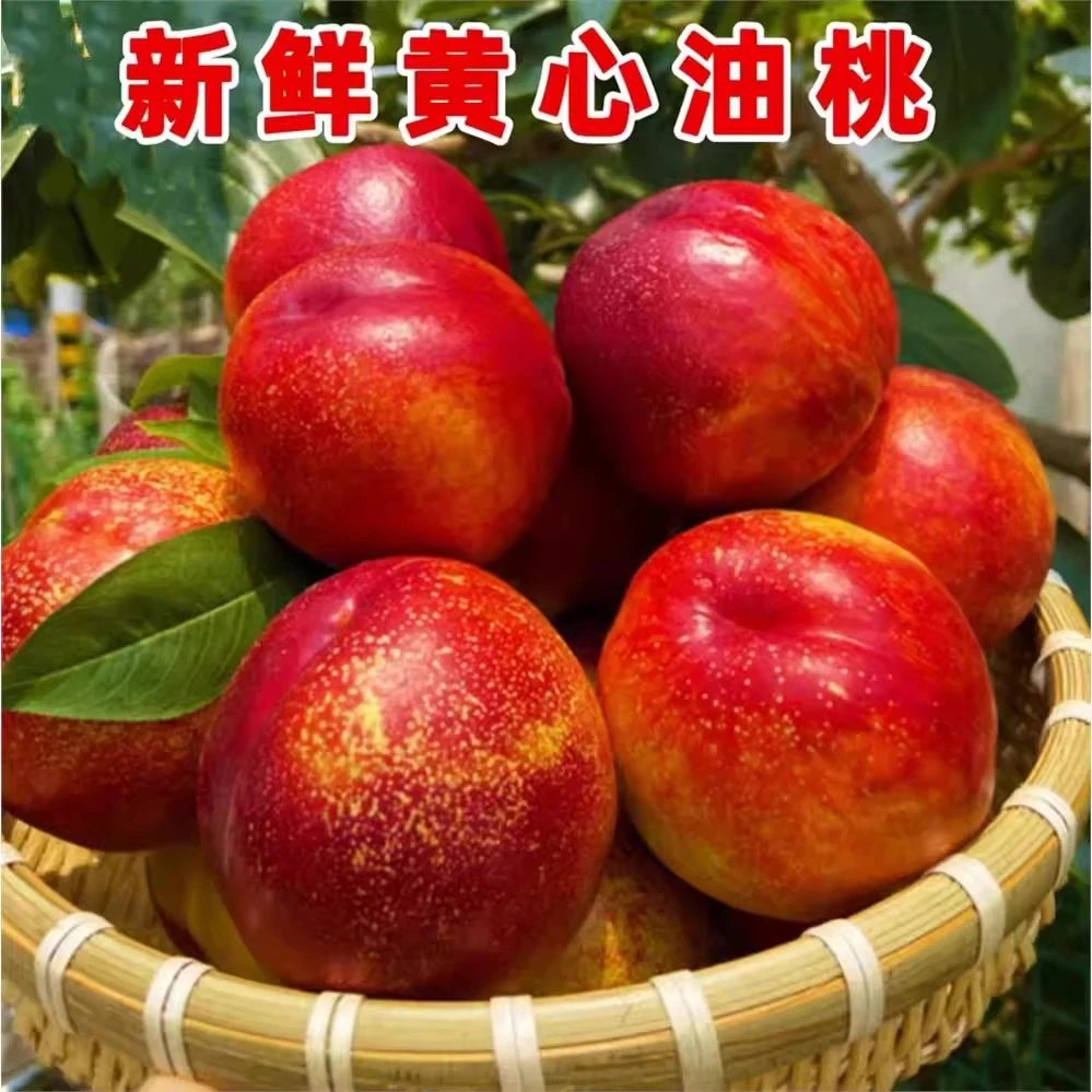 顺丰包邮新鲜脆甜黄心红油桃当季桃园现摘桃子甜桃水果脆桃