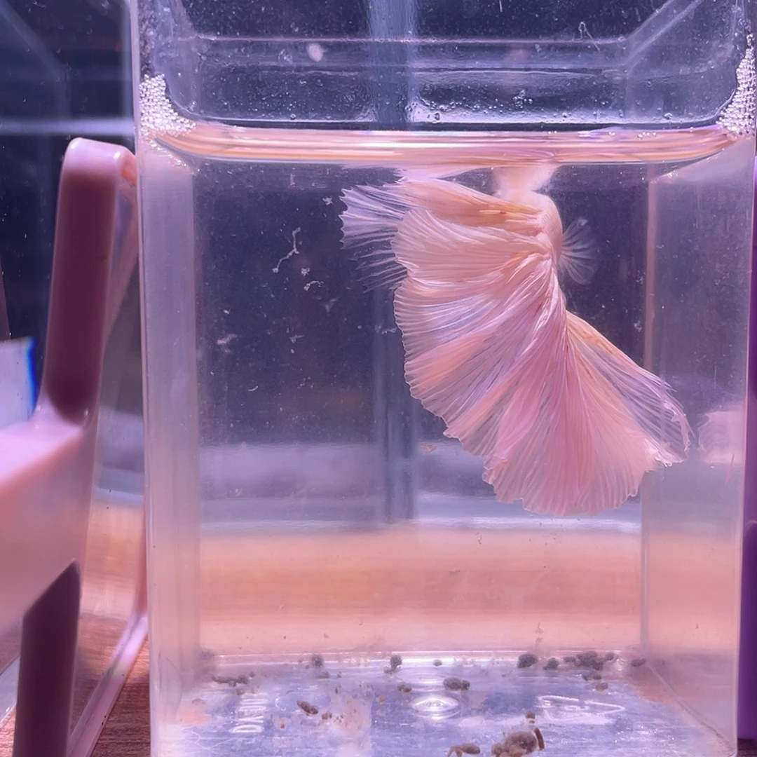 斗鱼可博泰斗092552