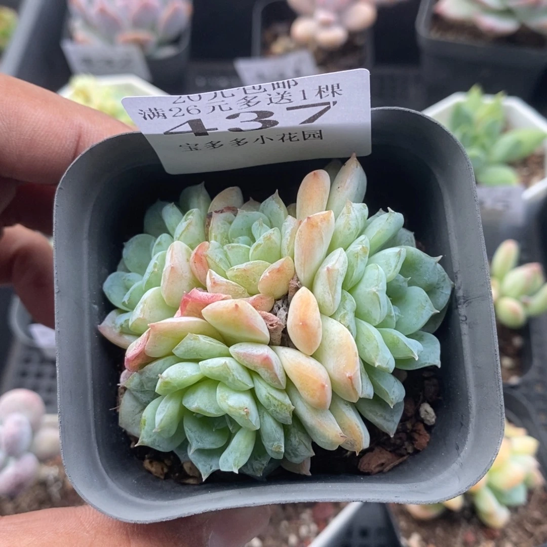 四头雪颜冰魄一物一拍满20包邮满26送一颗精品多肉