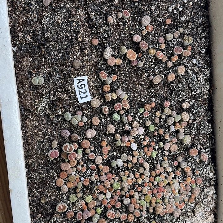 生921石花整筐脱土发货