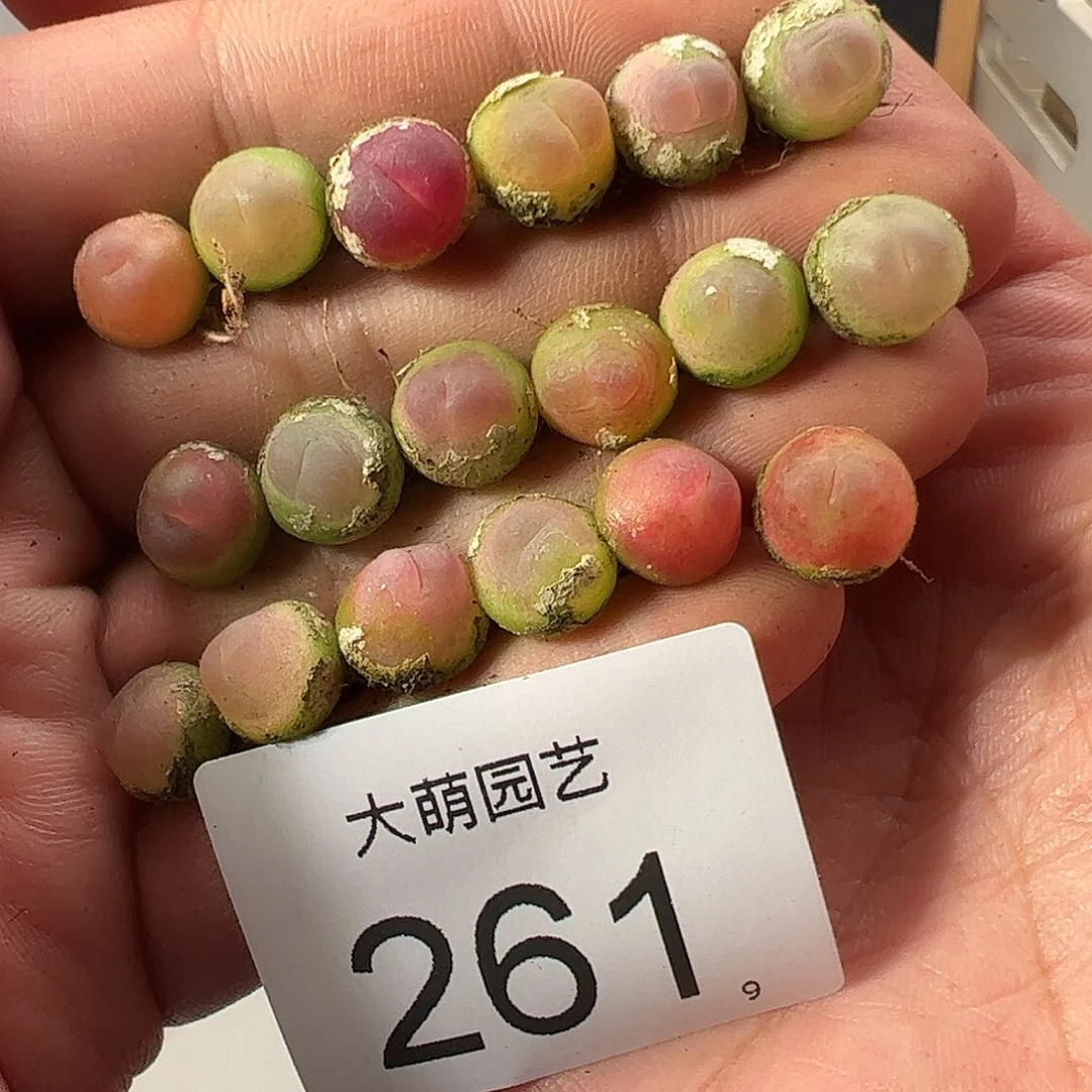 0000261量拍以下3颗