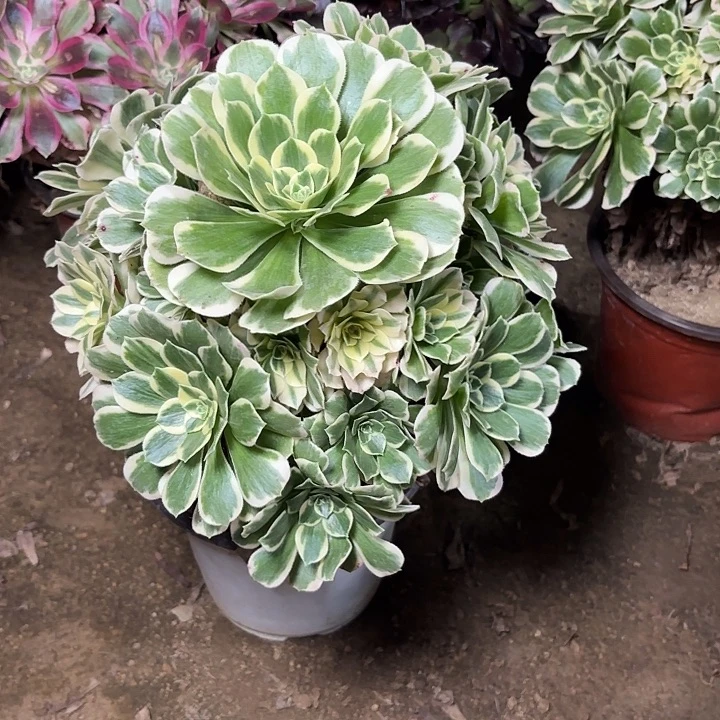 多肉植物迈巴赫32