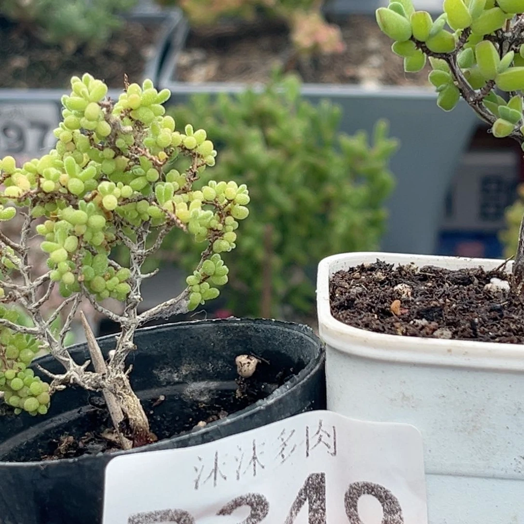 349小小米和虾钳