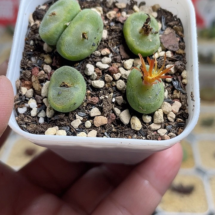 佳人园艺多肉生石花鞋子18包邮521