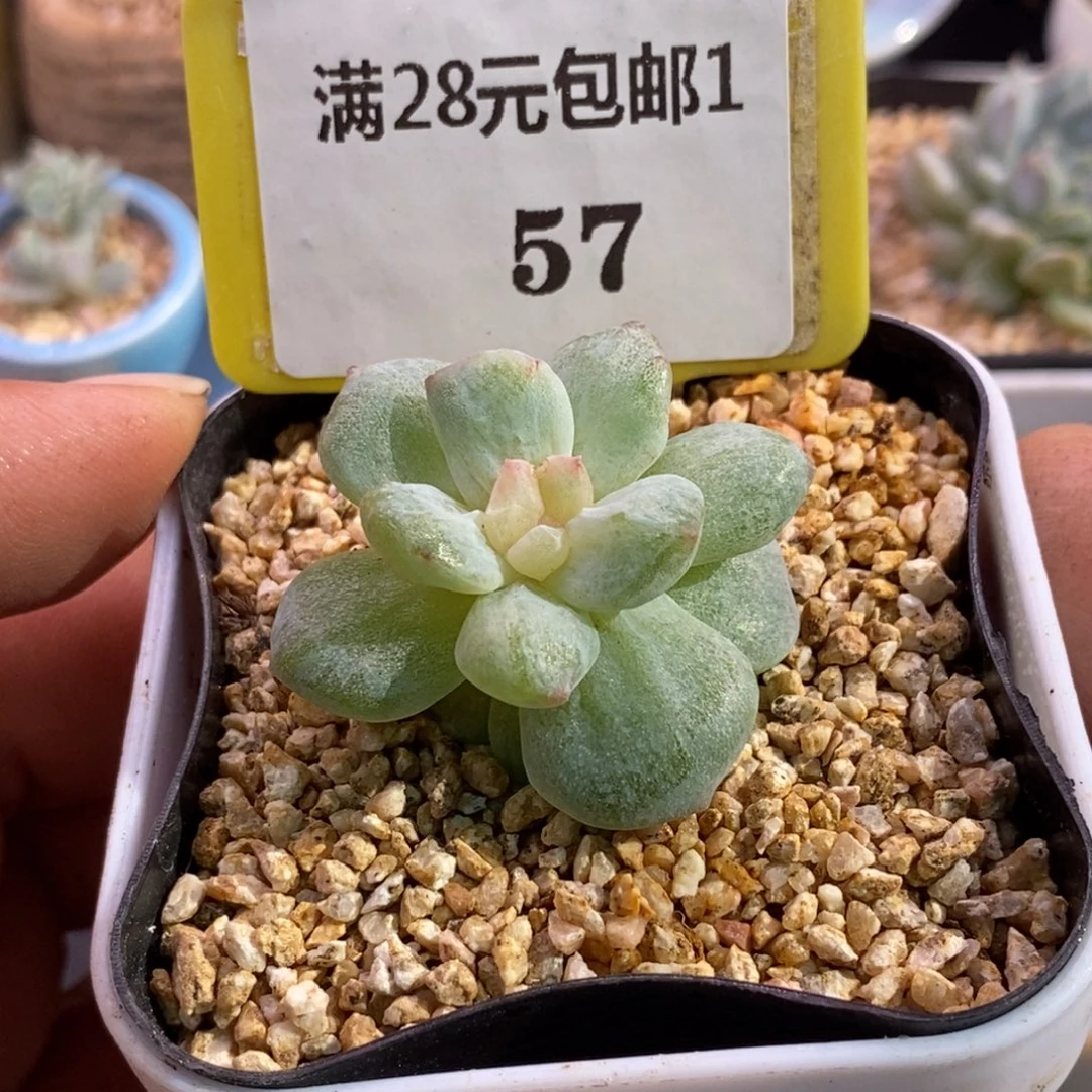 157粉钻石化拉丝锦福利