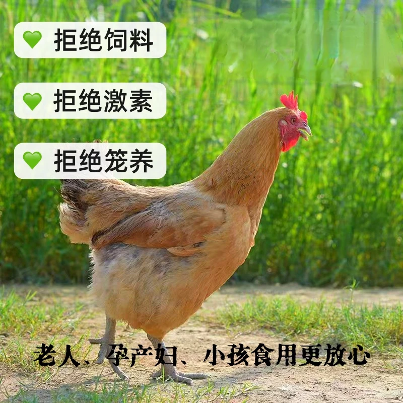 【一只装】正宗散养2年黑脚土鸡老母鸡煲汤红烧净重2.5-3斤不土可退