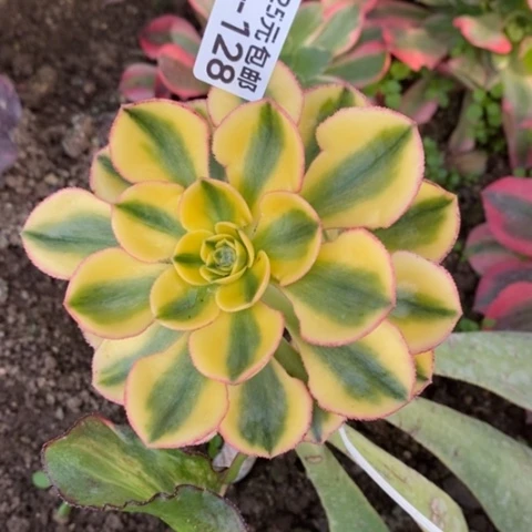 128嫁接太阳神砍过满25包邮多肉