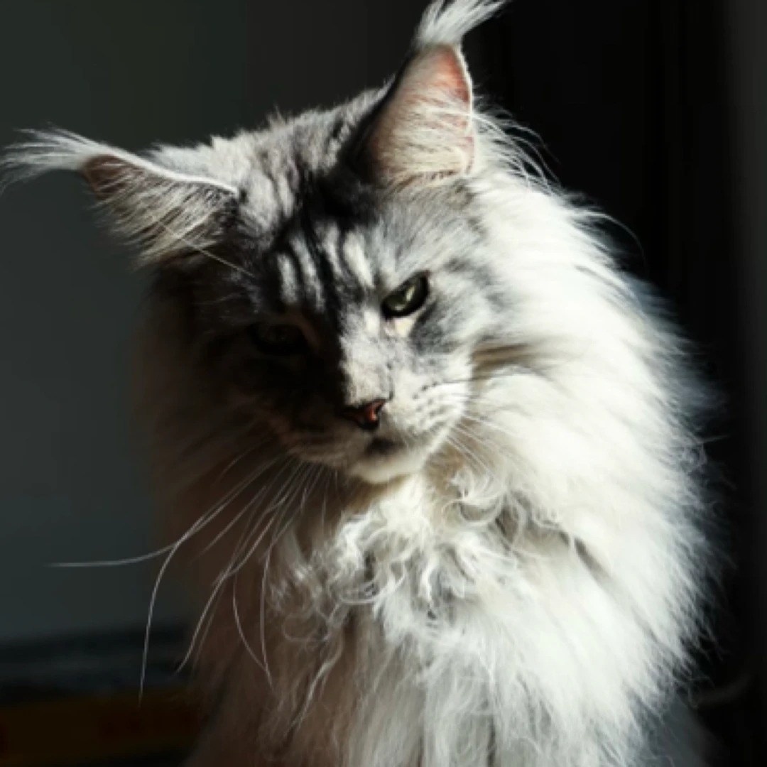 【汉美宠物】猫咪活体链接