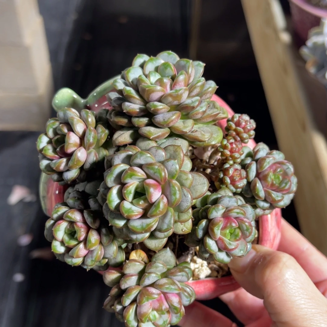 姬葡萄 一物一拍不支持退换