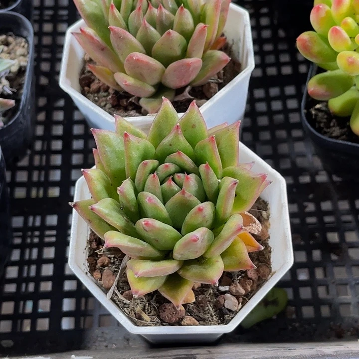 林肯2.8带盆土发货