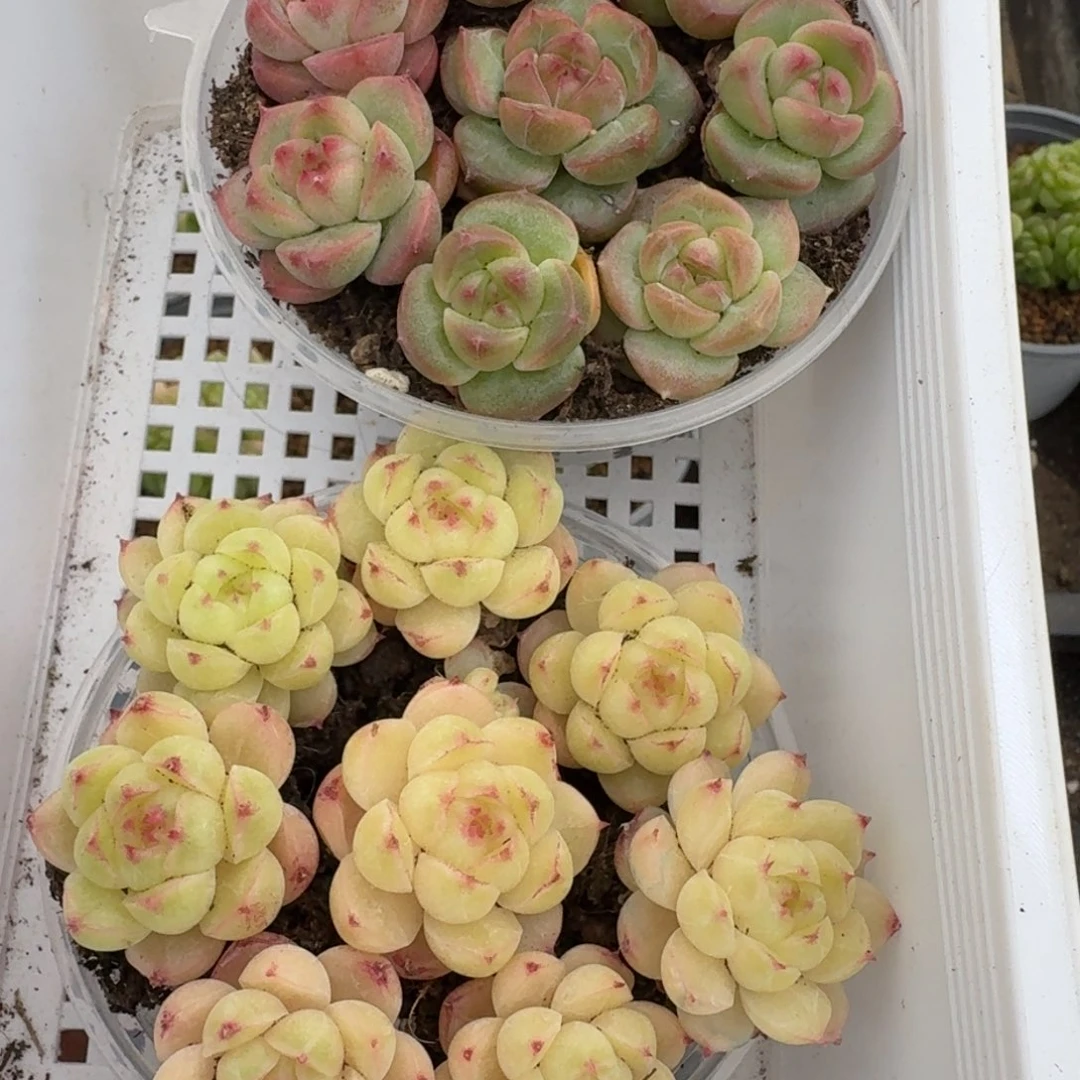 一物一拍一物一拍1030-195