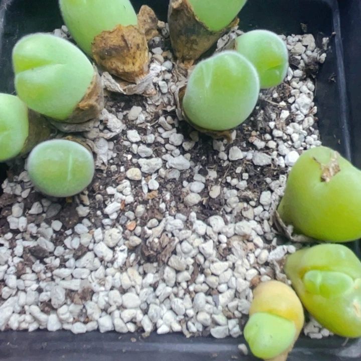 912毛翠滴母本群带盆