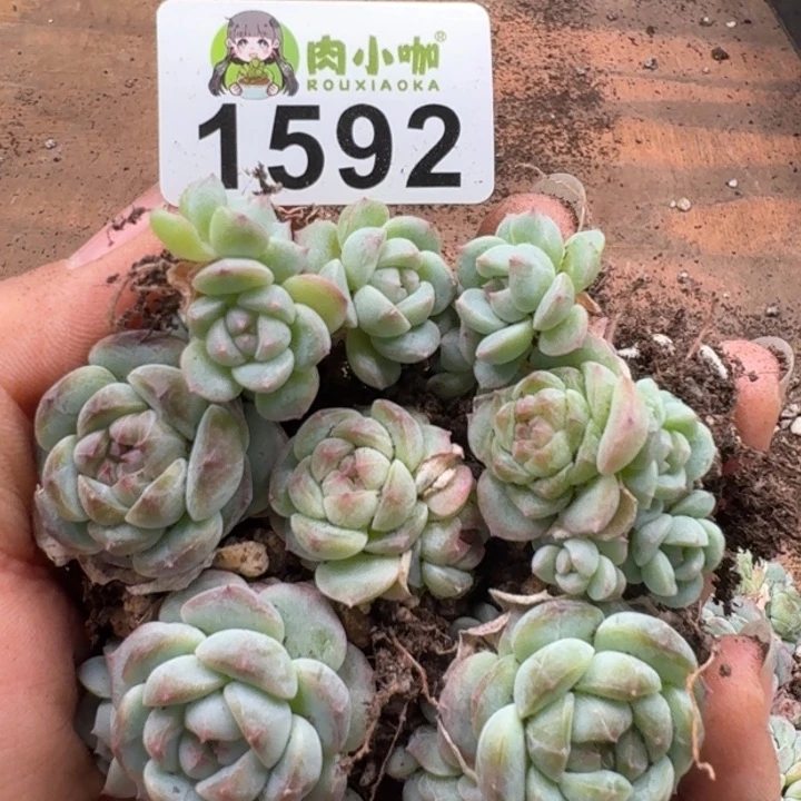 多肉植物多肉植物