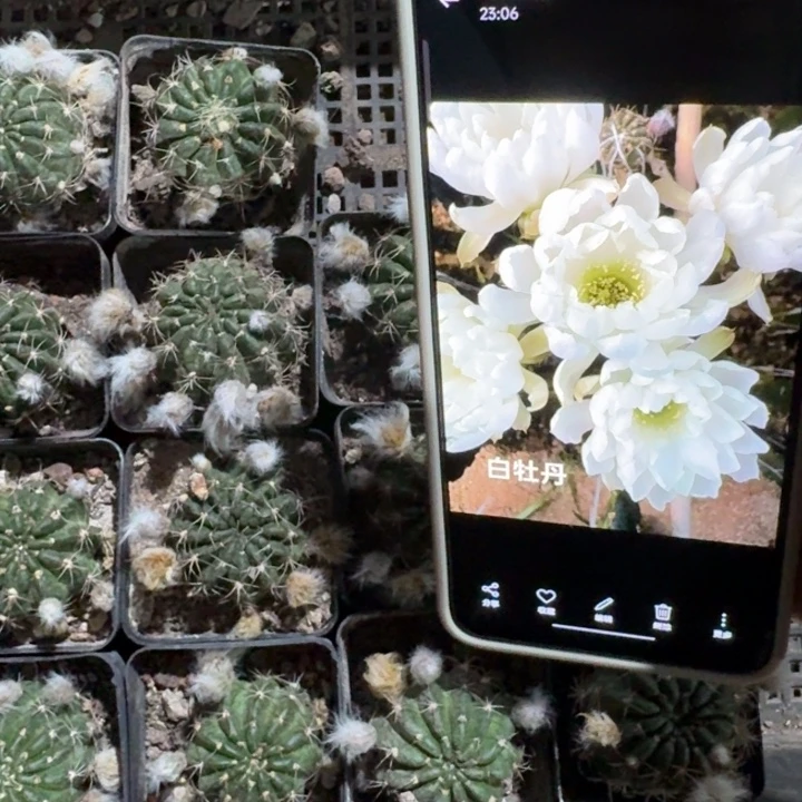 295丽花白牡丹根3公分公分左右脱土发货软瘦，20包邮