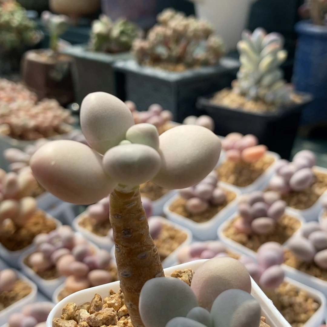 象牙奶酪一物一拍