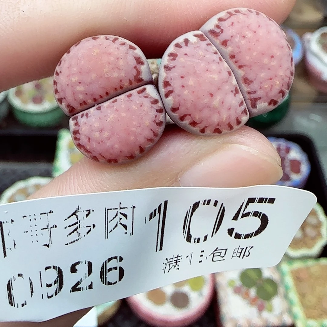 满满18包邮0926-105