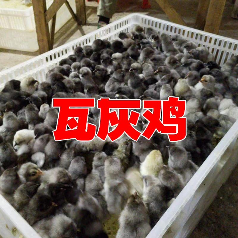 五黑鸡瓦灰鸡麻羽黑羽宠物鸡活体包邮好养活可产绿壳蛋鸡到家