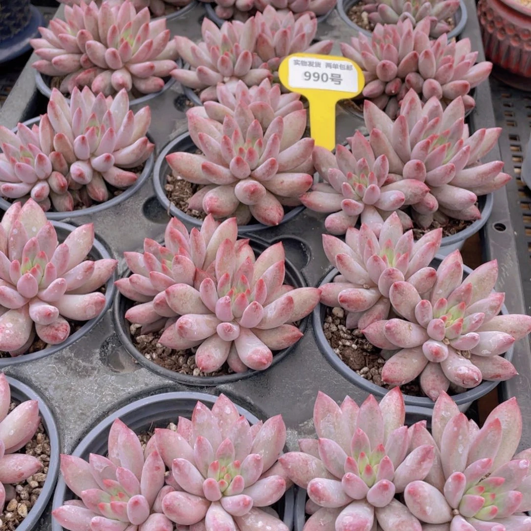 990号 虞美人大双头一个