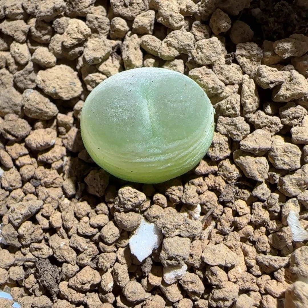 肉锥多肉植物组合-sh1200拉登1159