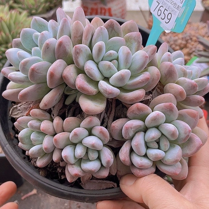 7659香水。