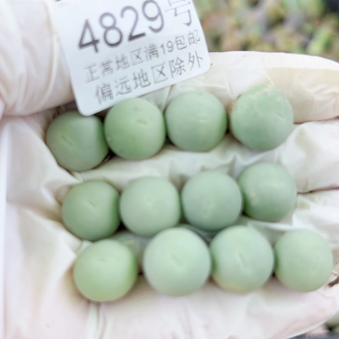 4829两年鸽子蛋12个1cm左右比较小特价处理