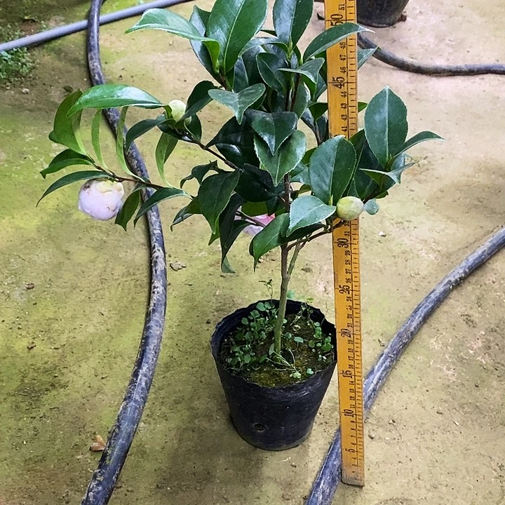 白乔。          茶花。