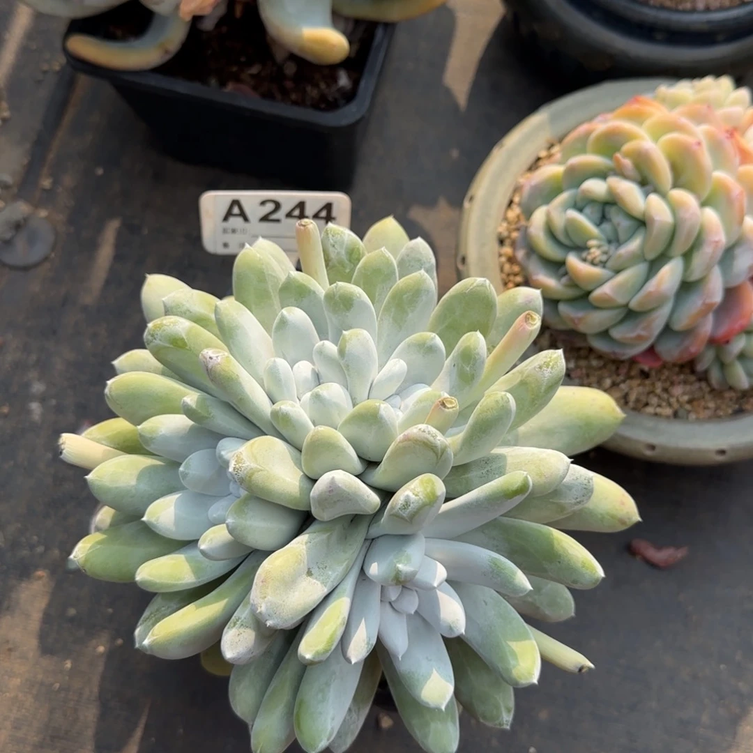 拇指仙女杯五十包邮