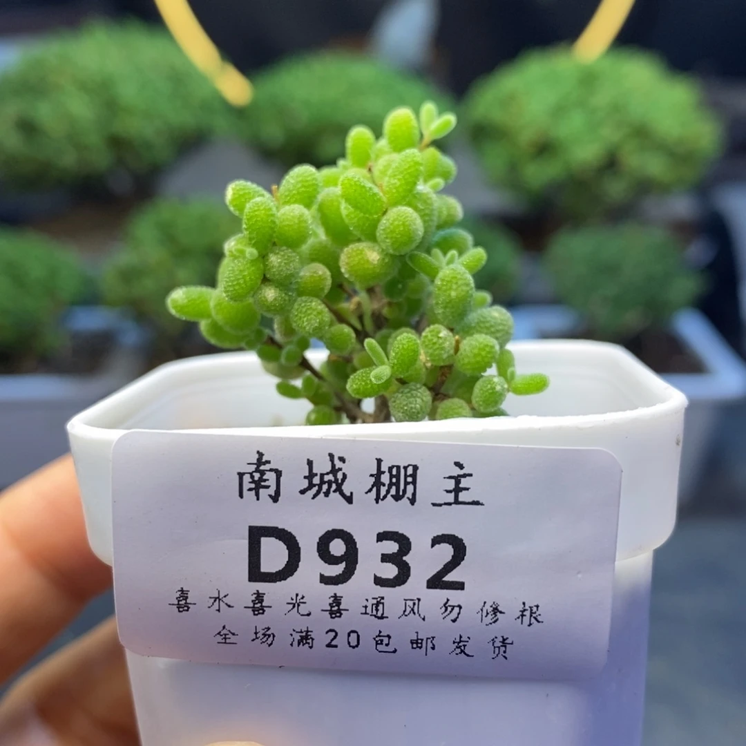 932蜜橘糖球枝干