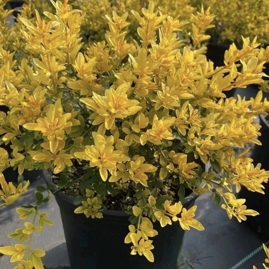 金叶黄馨庭院阳台新品观叶花卉盆栽多年生耐寒耐热花镜花境植物