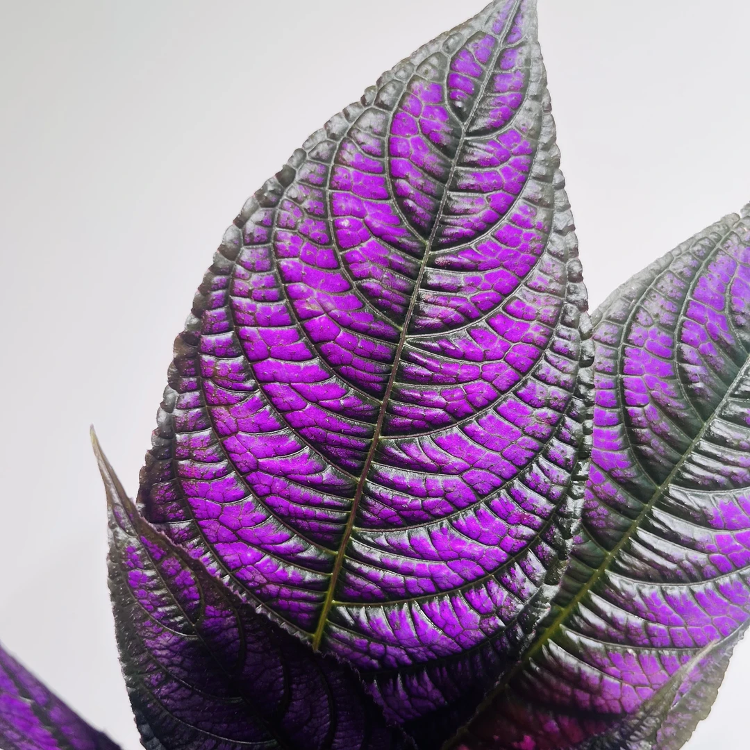 波斯红叶 爵床科小众植物 深邃紫色 散射光勿暴晒 好养室内阳台