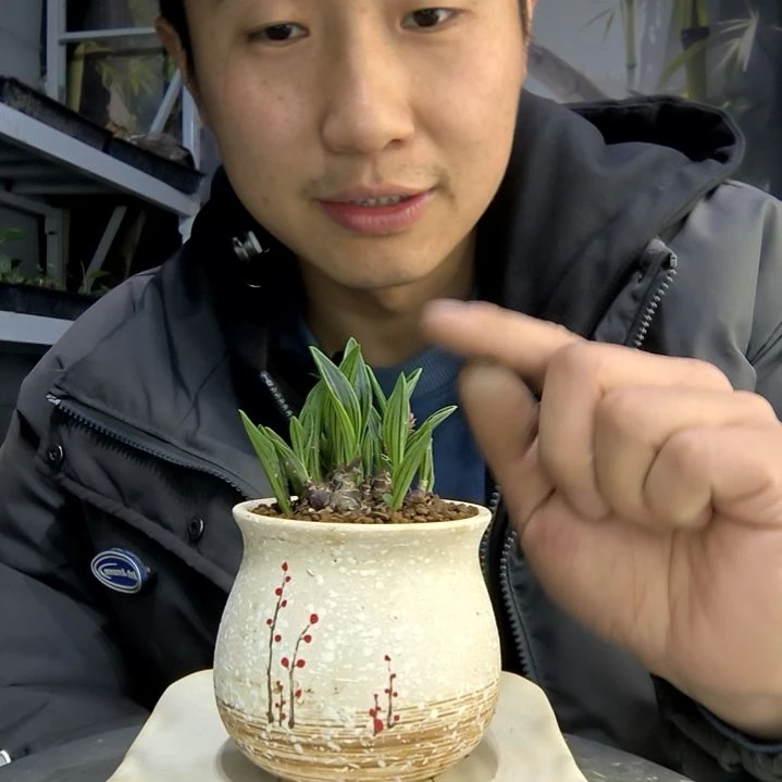 ⭐***?小盆景小植物一物一拍32