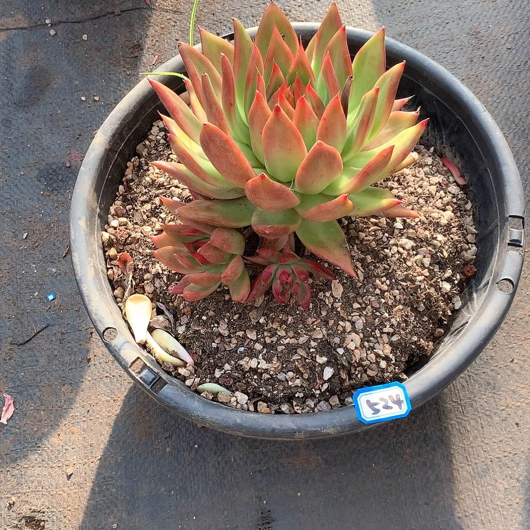 524弗兰克 一物一拍多肉